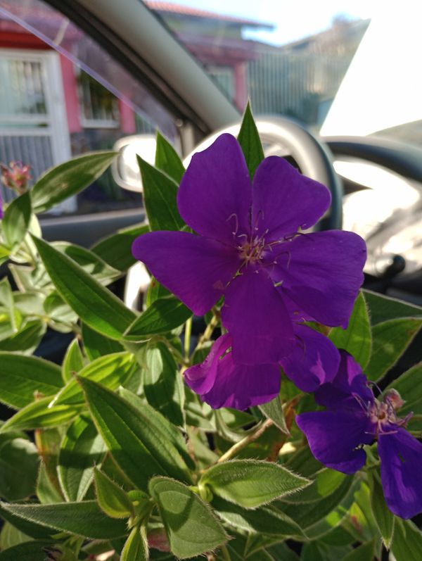 Identificação da planta Manacá da serra por foto