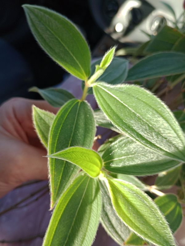 Identificação da planta Manacá-da-serra por foto