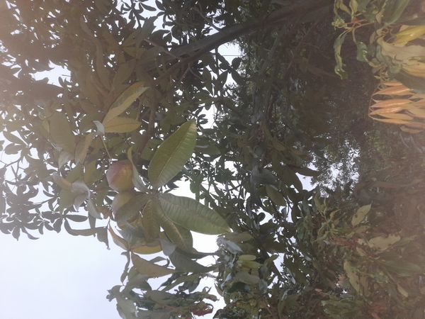 Identificação da planta Castanha-do-maranhão por foto