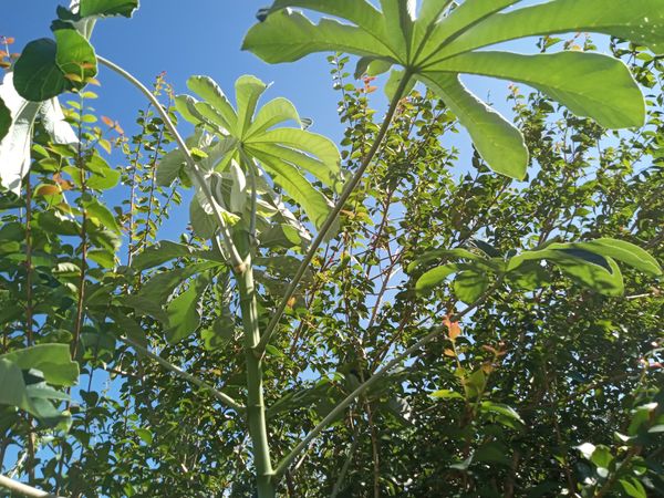 Identificação da planta Embaúba por foto
