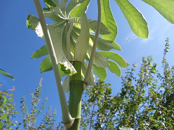 Identificação da planta Embaúba por foto