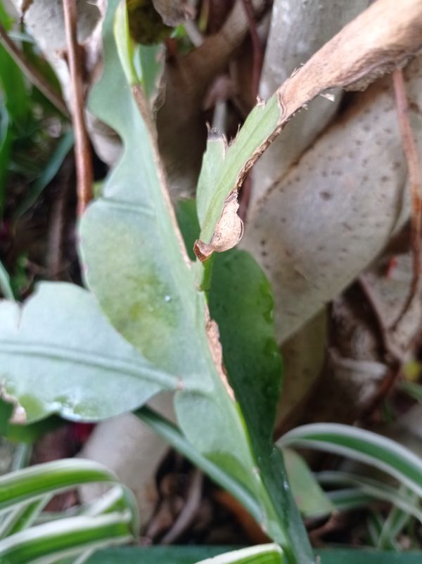Identificação da planta Dama-da-Noite ou Cacto-Orquídea por foto