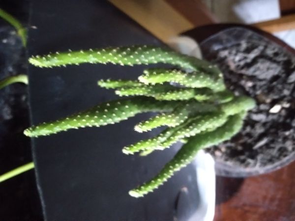 Identificação da planta Cacto-pedra por foto