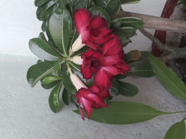 Identificação da planta Rosa do deserto por foto