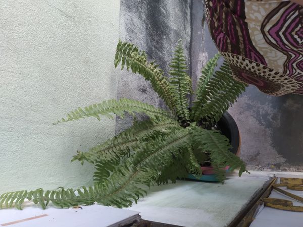 Identificação da planta Samambaia por foto