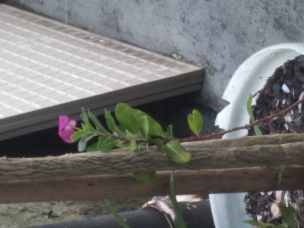 Identificação da planta Vinca por foto