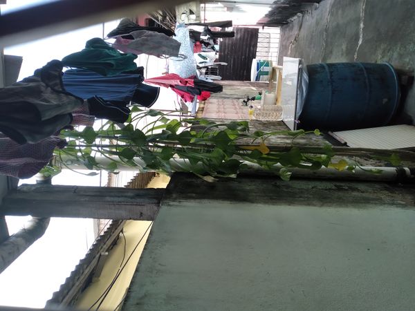 Identificação da planta Véu de noiva por foto