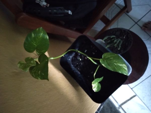 Identificação da planta Jiboia por foto