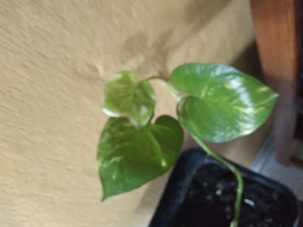 Identificação da planta Jiboia por foto