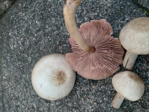 Identificação da planta Cará Moela por foto