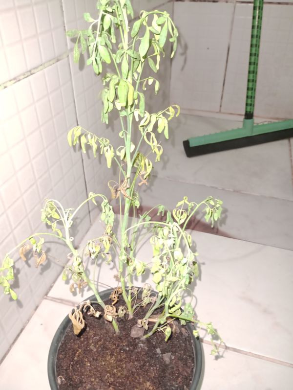 Identificação da planta Arruda por foto