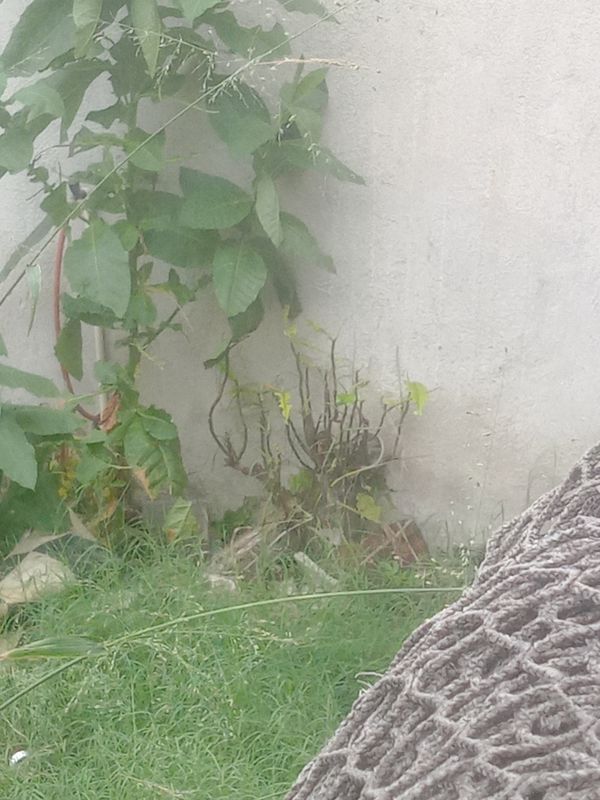 Identificação da planta Vassoura-de-bruxa por foto
