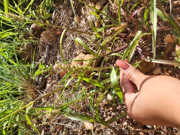 Identificação da planta Capim-carrapicho por foto