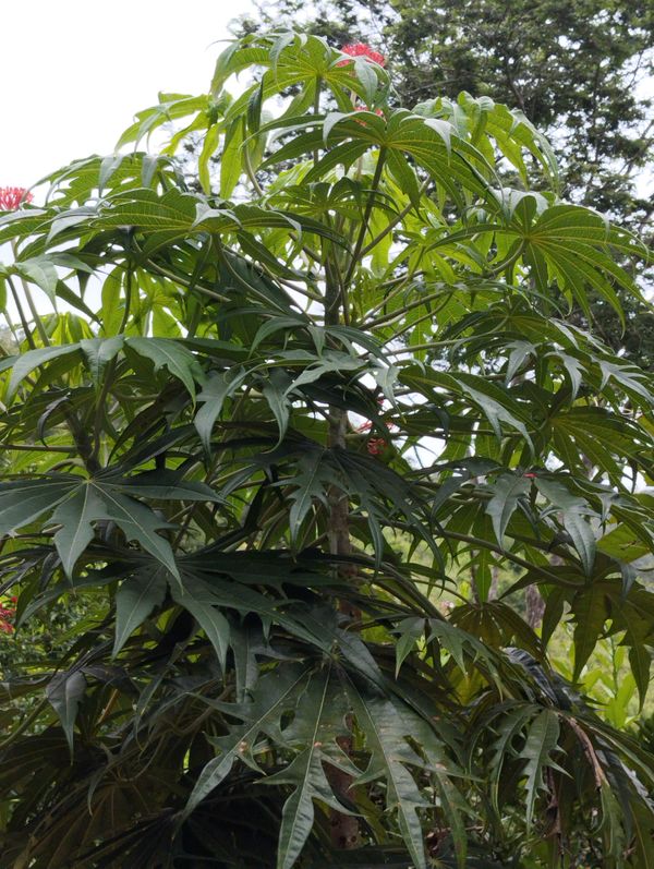 Identificação da planta Pinhão-manso por foto