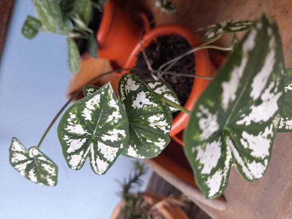 Identificação da planta Tinhorão por foto