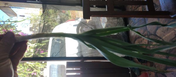 Identificação da planta Cebolinha por foto
