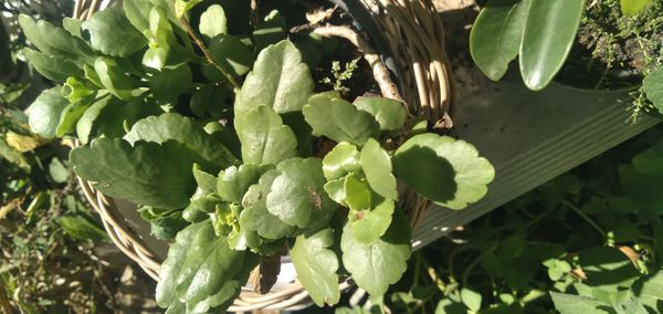 Identificação da planta Calandiva por foto