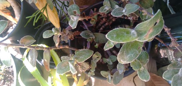 Identificação da planta Veludo branco por foto