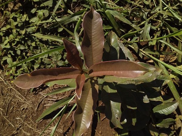 Identificação da planta Pau-ferro por foto
