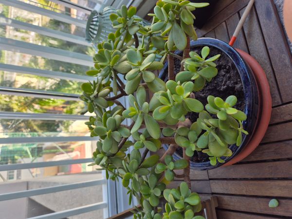 Identificação da planta Planta-jade por foto