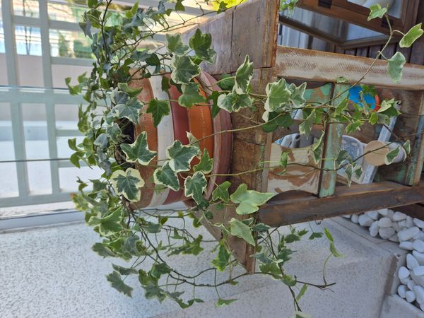 Identificação da planta Hera-argelina por foto