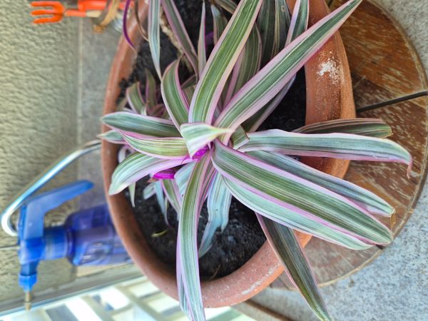 Identificação da planta Abacaxi-roxo por foto