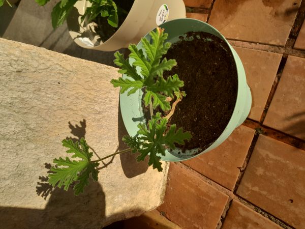 Identificação da planta Capim-citronela por foto