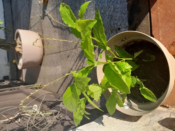 Identificação da planta Guiné por foto