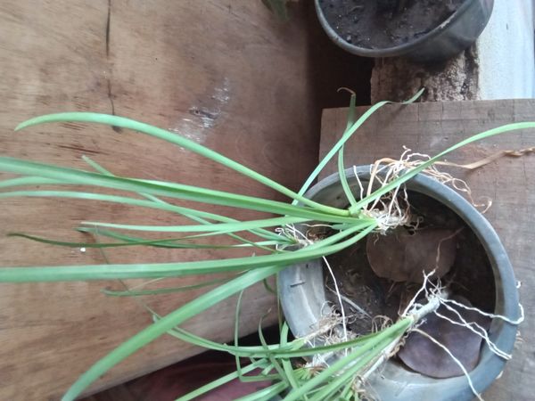 Identificação da planta Cebola por foto