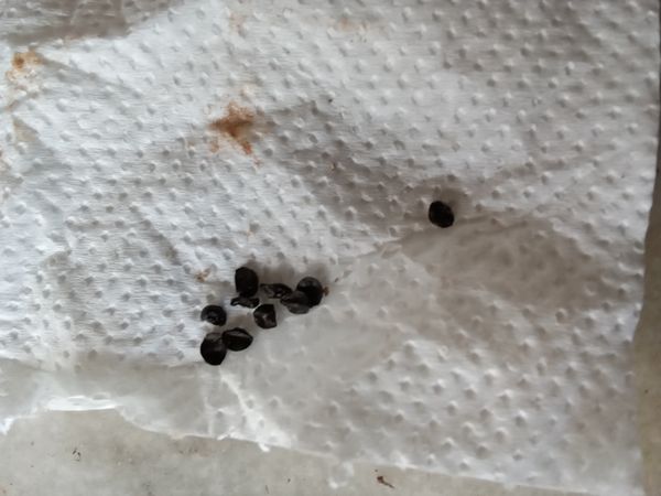 Identificação da planta Cebolinha-chinesa por foto