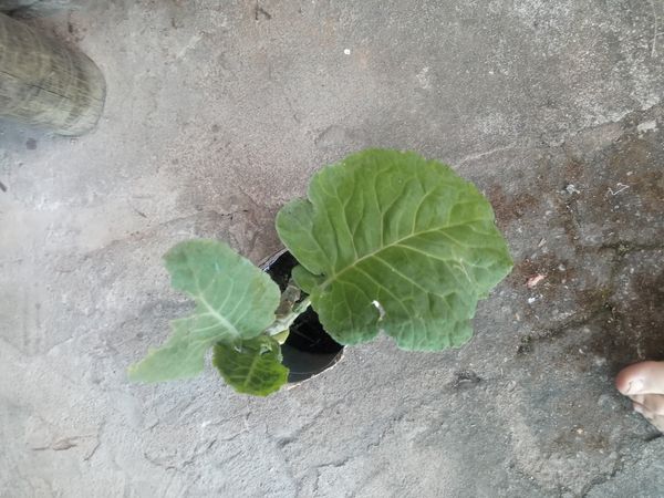 Identificação da planta Couve-brava por foto