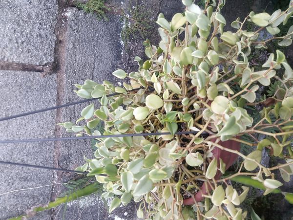 Identificação da planta Oriri por foto