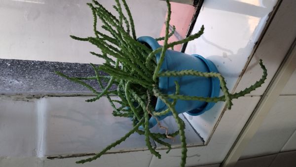 Identificação da planta Cacto estrela por foto