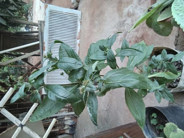 Identificação da planta Erva botão por foto