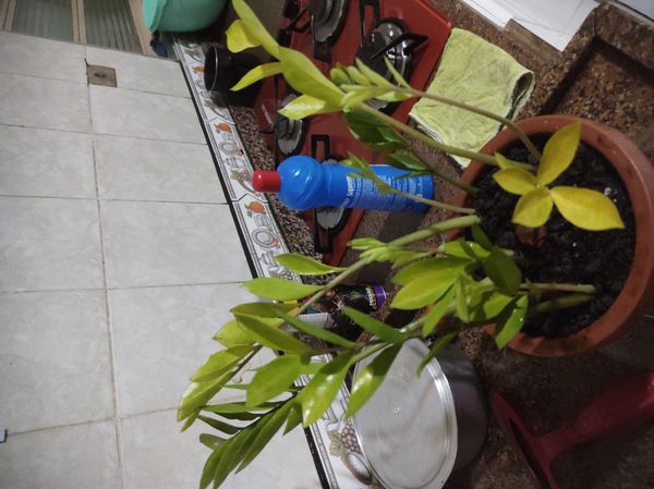 Identificação da planta Zamioculcas por foto