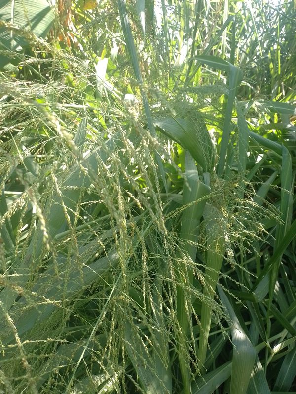 Identificação da planta Capim Mombaça por foto