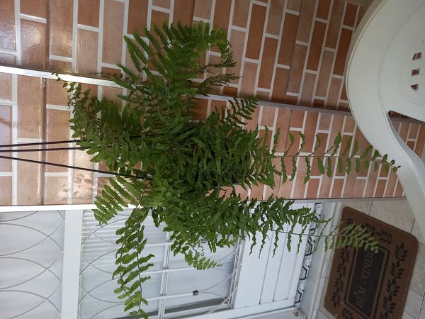 Identificação da planta Samambaia por foto