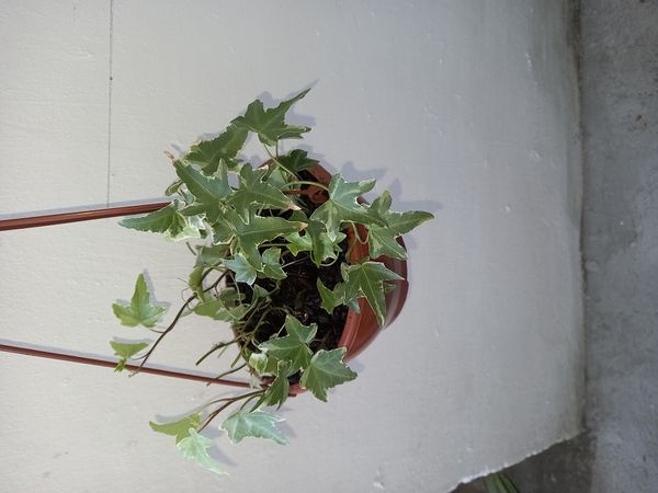 Identificação da planta Hera-argelina por foto