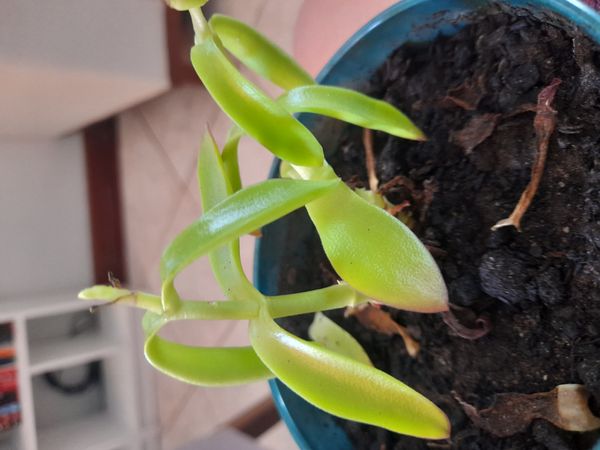 Identificação da planta Colar-de-batom por foto