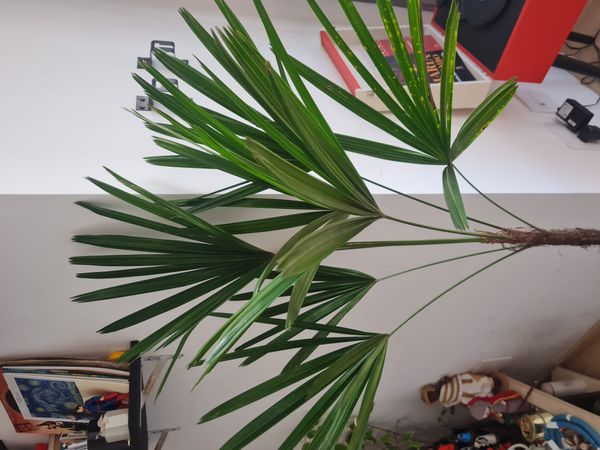 Identificação da planta Palmeira-ráfis por foto