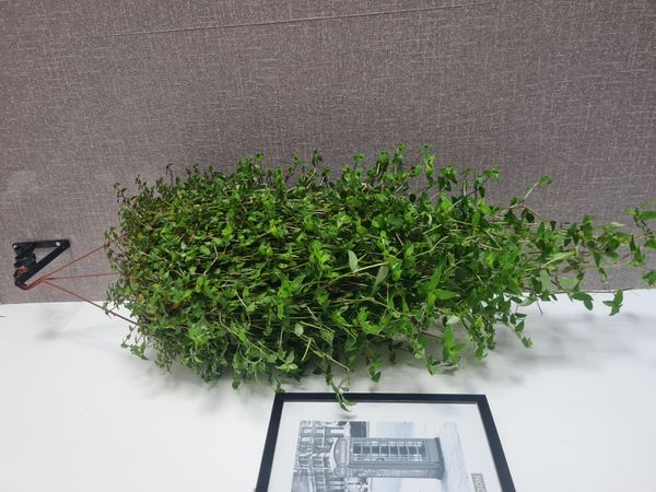 Identificação da planta Tradescantia-nanica por foto