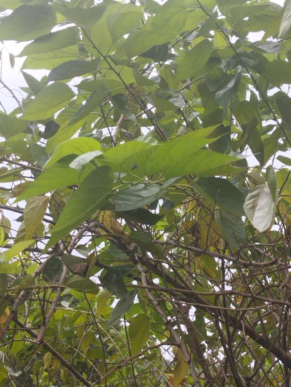 Identificação da planta Amora por foto