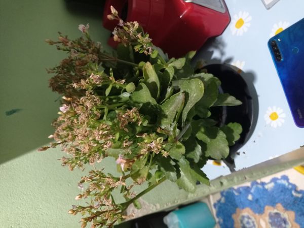 Identificação da planta Flor da fortuna por foto