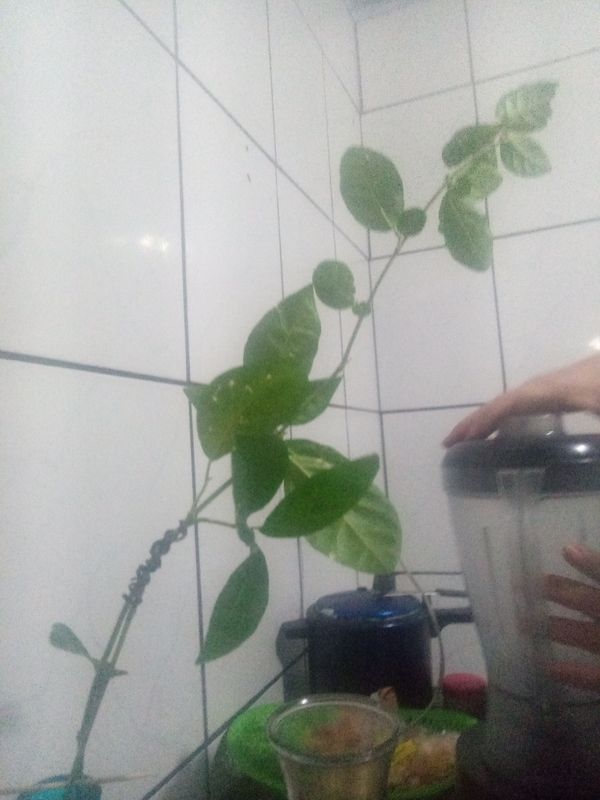 Identificação da planta Guiné por foto