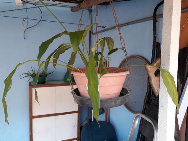 Identificação da planta Como cuida do lirio por foto
