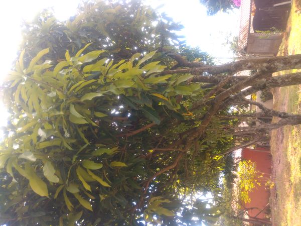 Identificação da planta Manga por foto