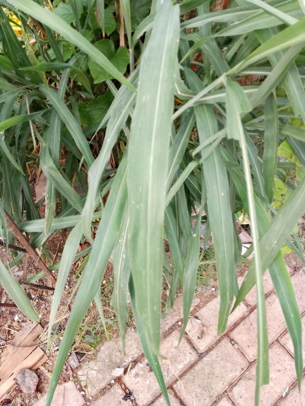 Identificação da planta Cana-de-açúcar por foto