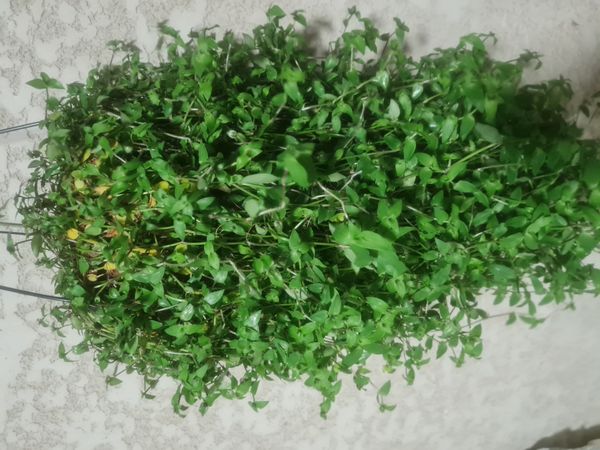 Identificação da planta Erva da fortuna por foto