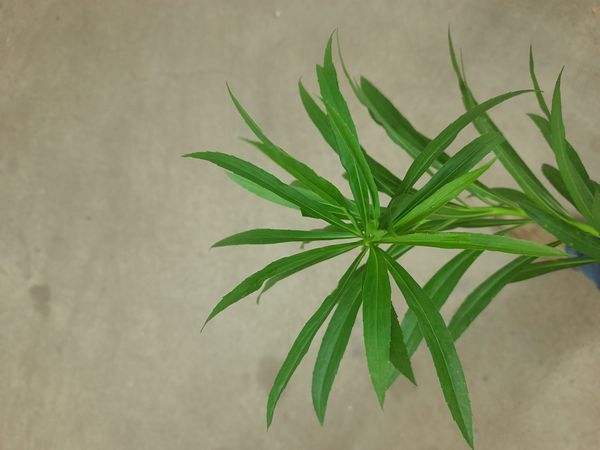 Identificação da planta Arnica por foto