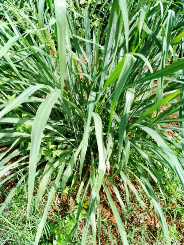 Identificação da planta Capim Mombaça por foto